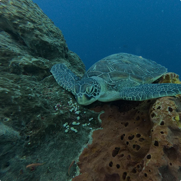 Sea turtle