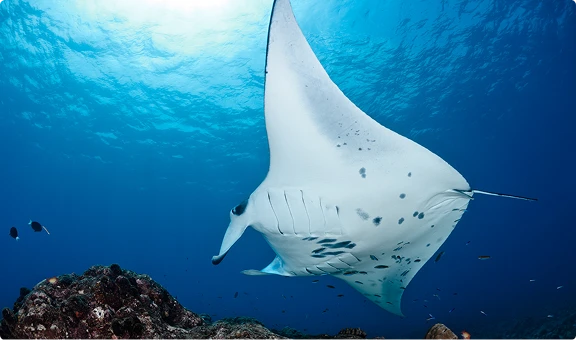 Manta Ray Swimming