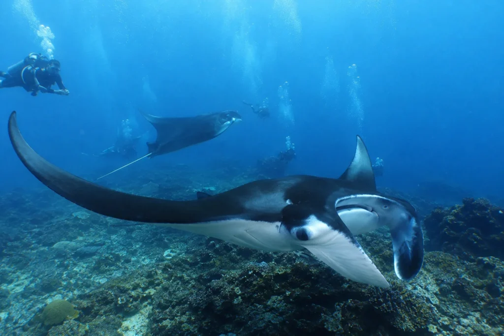 Manta rays in Nusa Penida