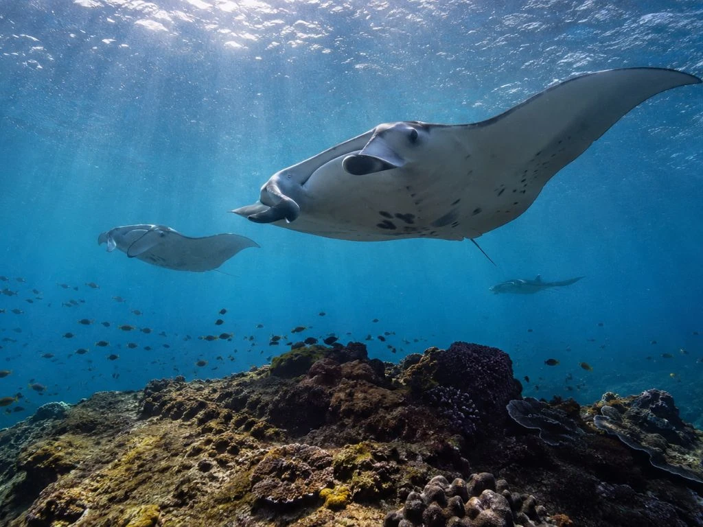 manta rays
